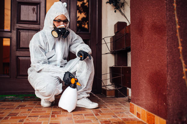Attic and Crawl Space Rodent Treatment in Nicholson