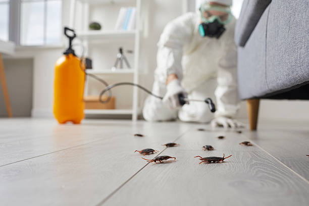 Commercial Rodent Management in Nicholson